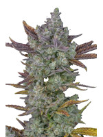 Auto Cartel Cookies Фото 1