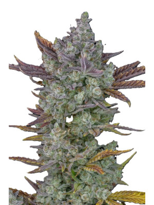Auto Cartel Cookies Фото 2