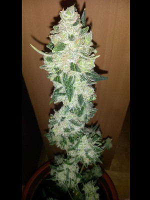 Auto Diesel Skunko Фото 2
