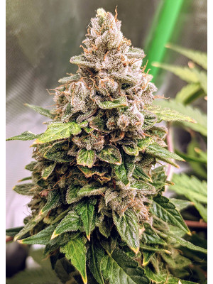 Auto Euforia Fem Фото 2