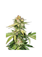 Auto Gorilla Glue Фото 1