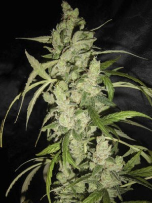 Auto Kali Mist Фото 2