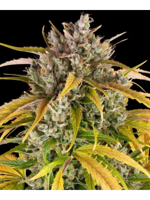Auto LSD Fem Фото 2