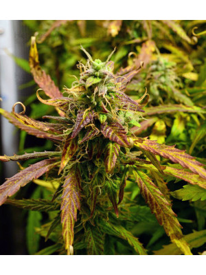 Auto LSD Fem Фото 2