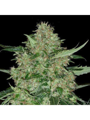 Auto Super Skunko Fem Фото 2