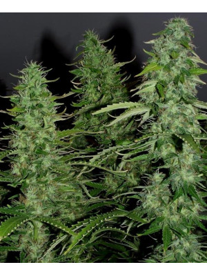 Auto White Widow Fem Фото 2