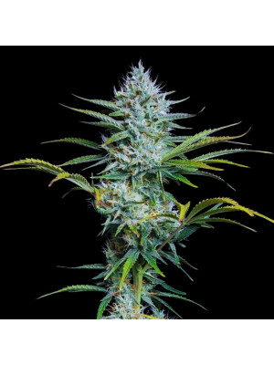 Auto White Widow Fem Фото 2
