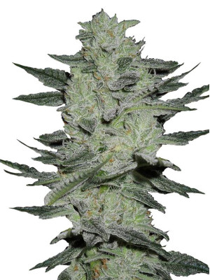 Auto Jack Herer Fem Фото 1 Auto Jack Herer Fem Фото 1