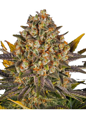 Banana Punch Фото 2