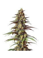 Bruce Banner Reg Фото 1