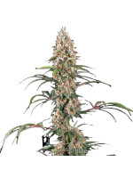 Candy Kush Фото 1