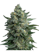 OG Kush Fast Version Фото 1