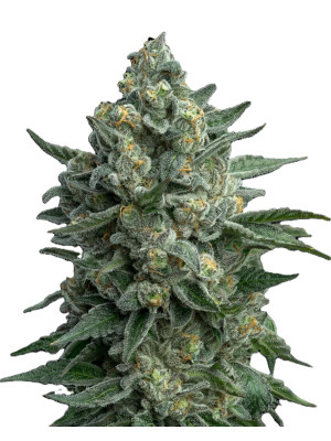 OG Kush Fast Version Фото 2