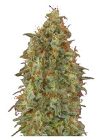 Zkittlez Фото 1