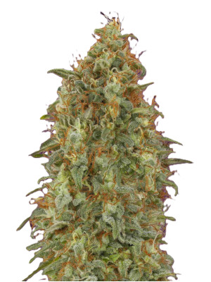 Zkittlez Фото 2