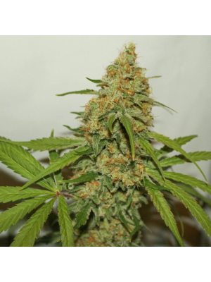 CBD Kush Фото 1