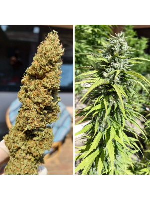 CBD Kush Фото 2