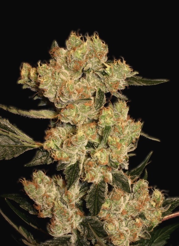 AK-47 Reg фото 3