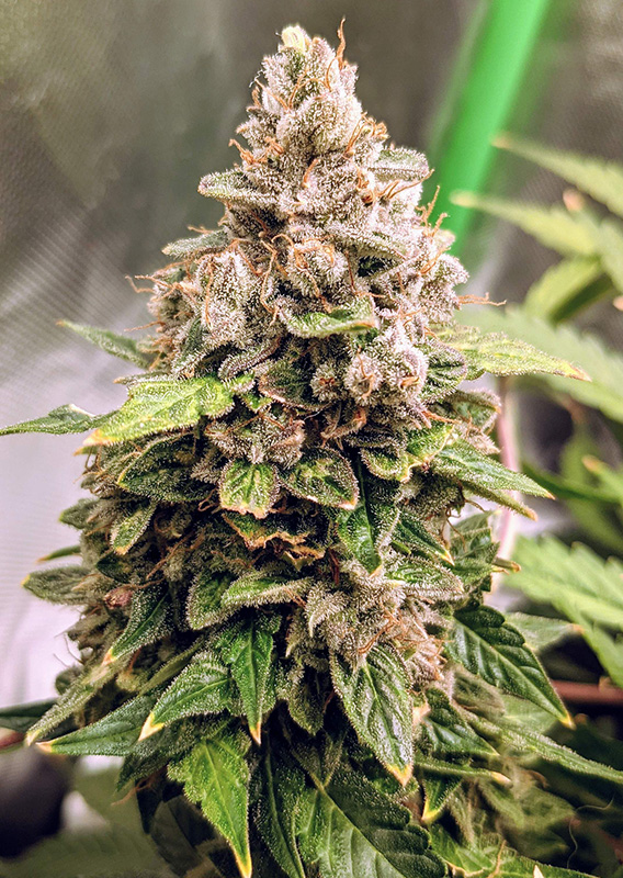 Auto Euforia Fem фото 1