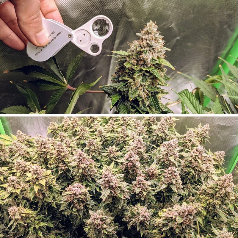 Auto Euforia Fem фото 2