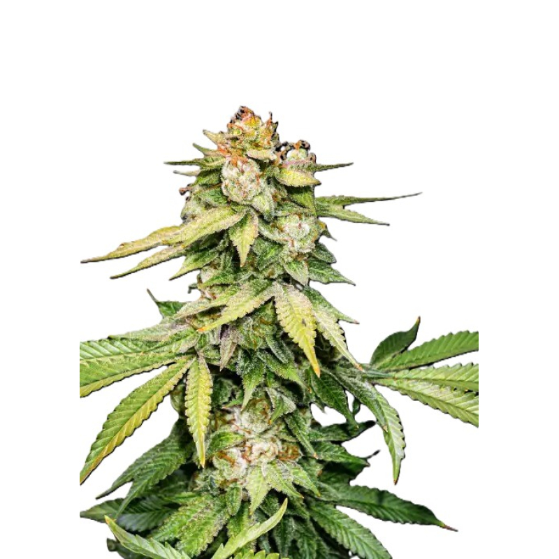 Auto Gorilla Glue фото 1