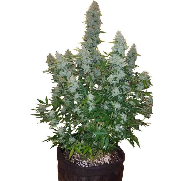 Auto Gorilla Glue фото 3