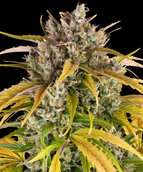Auto LSD Fem фото 1