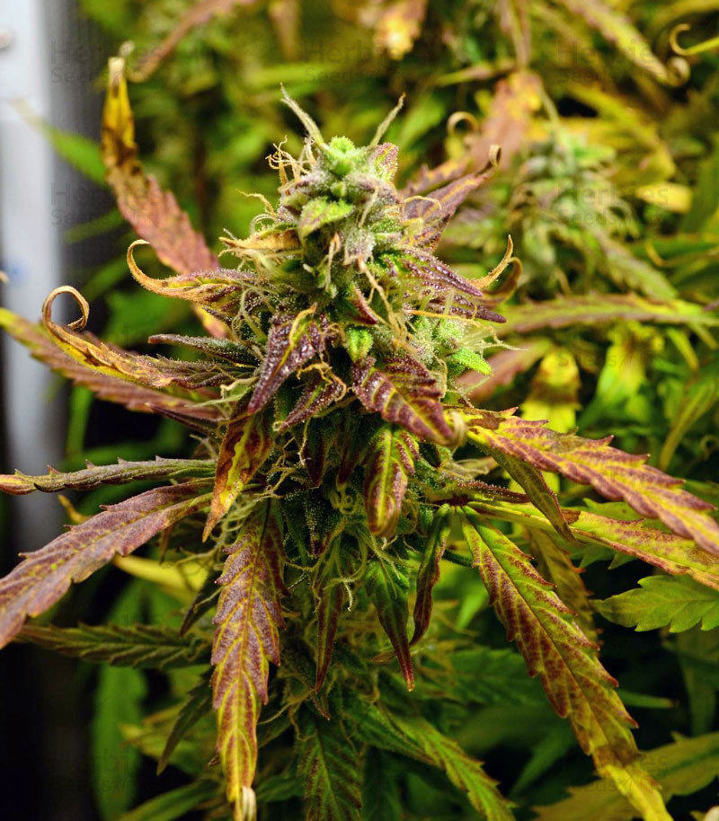 Auto LSD Fem фото 2