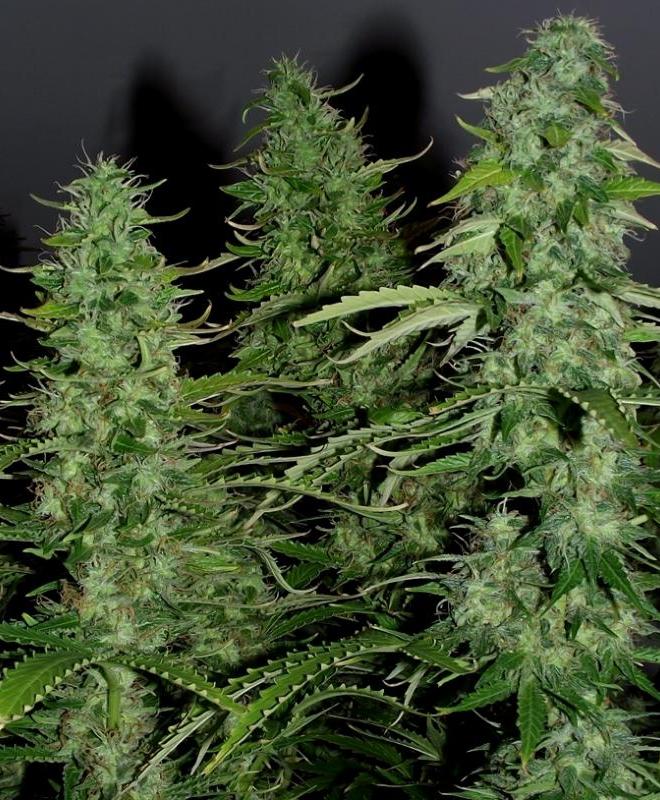 Auto White Widow Fem фото 1