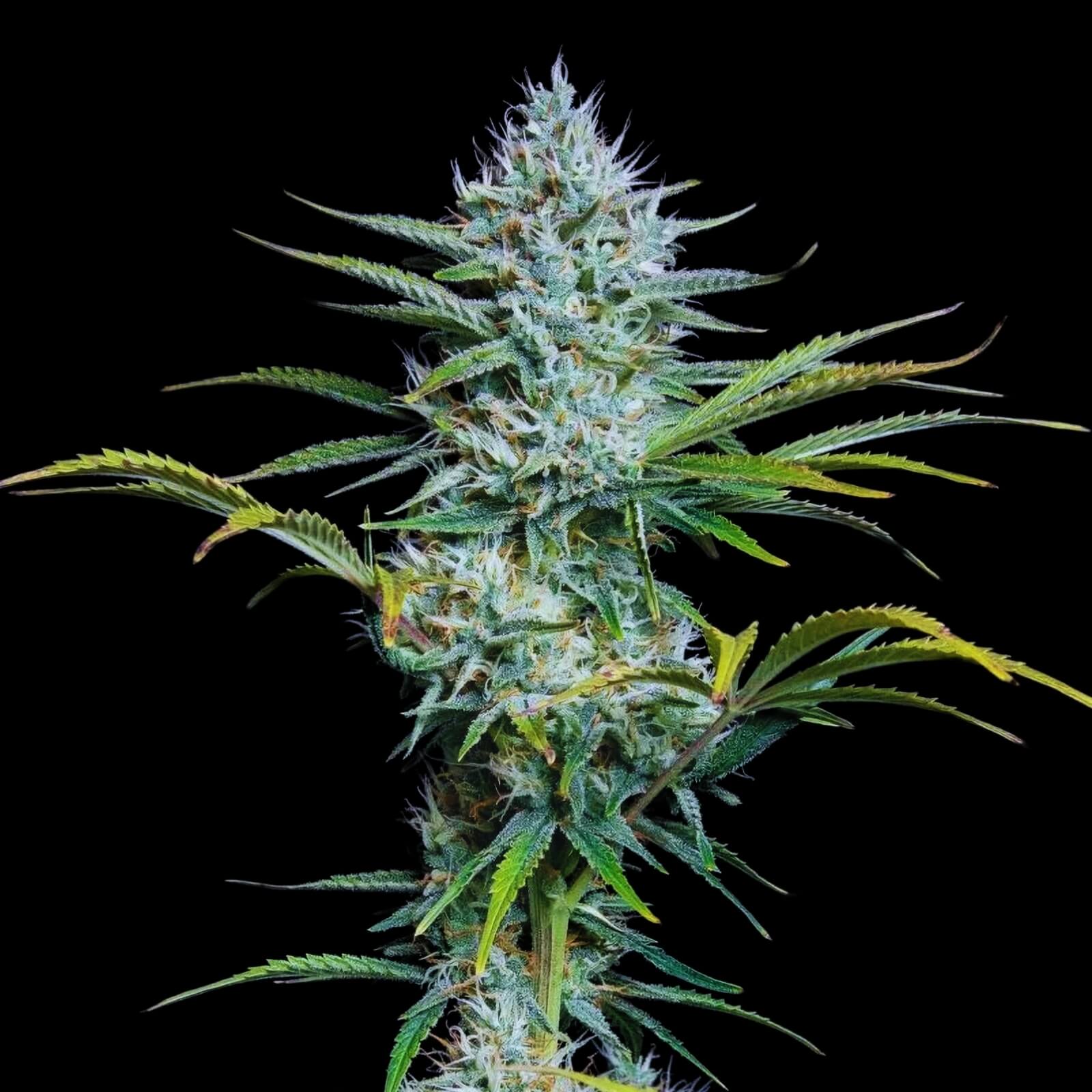 Auto White Widow Fem фото 2