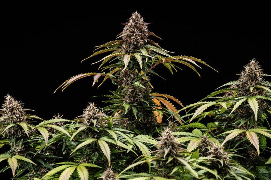 Auto White Widow Fem фото 3
