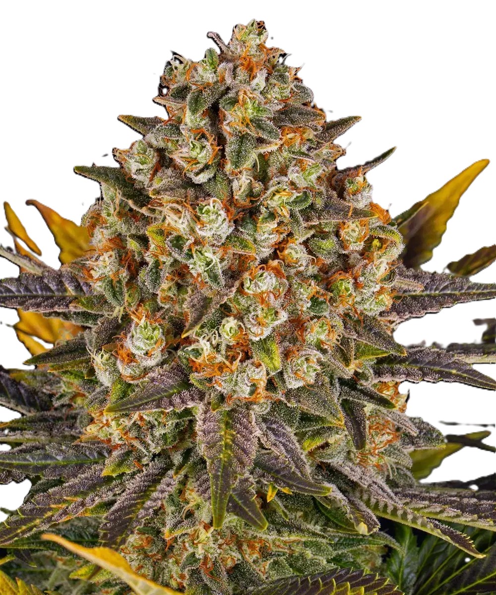 Banana Punch фото 1