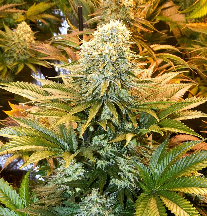 Banana Punch фото 3