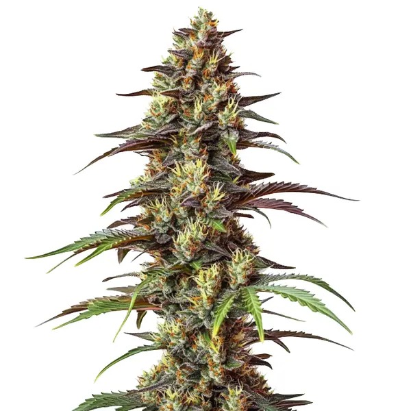Bruce Banner Reg фото 1