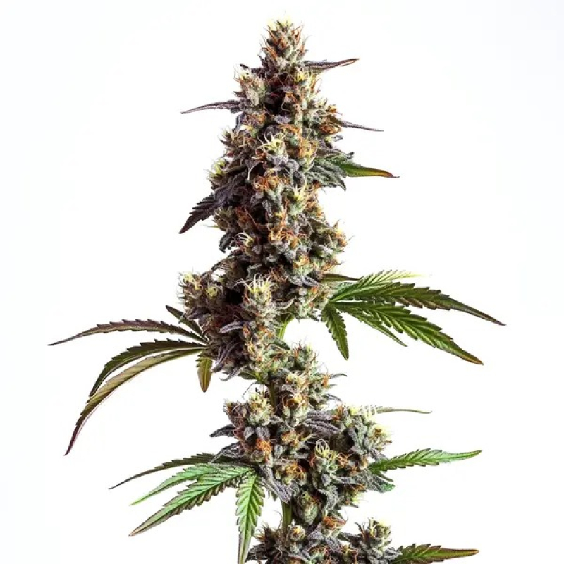Bruce Banner Reg фото 3
