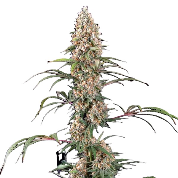 Candy Kush фото 1