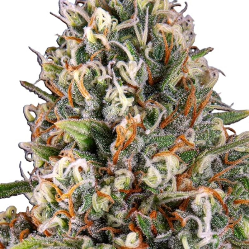 Candy Kush фото 3