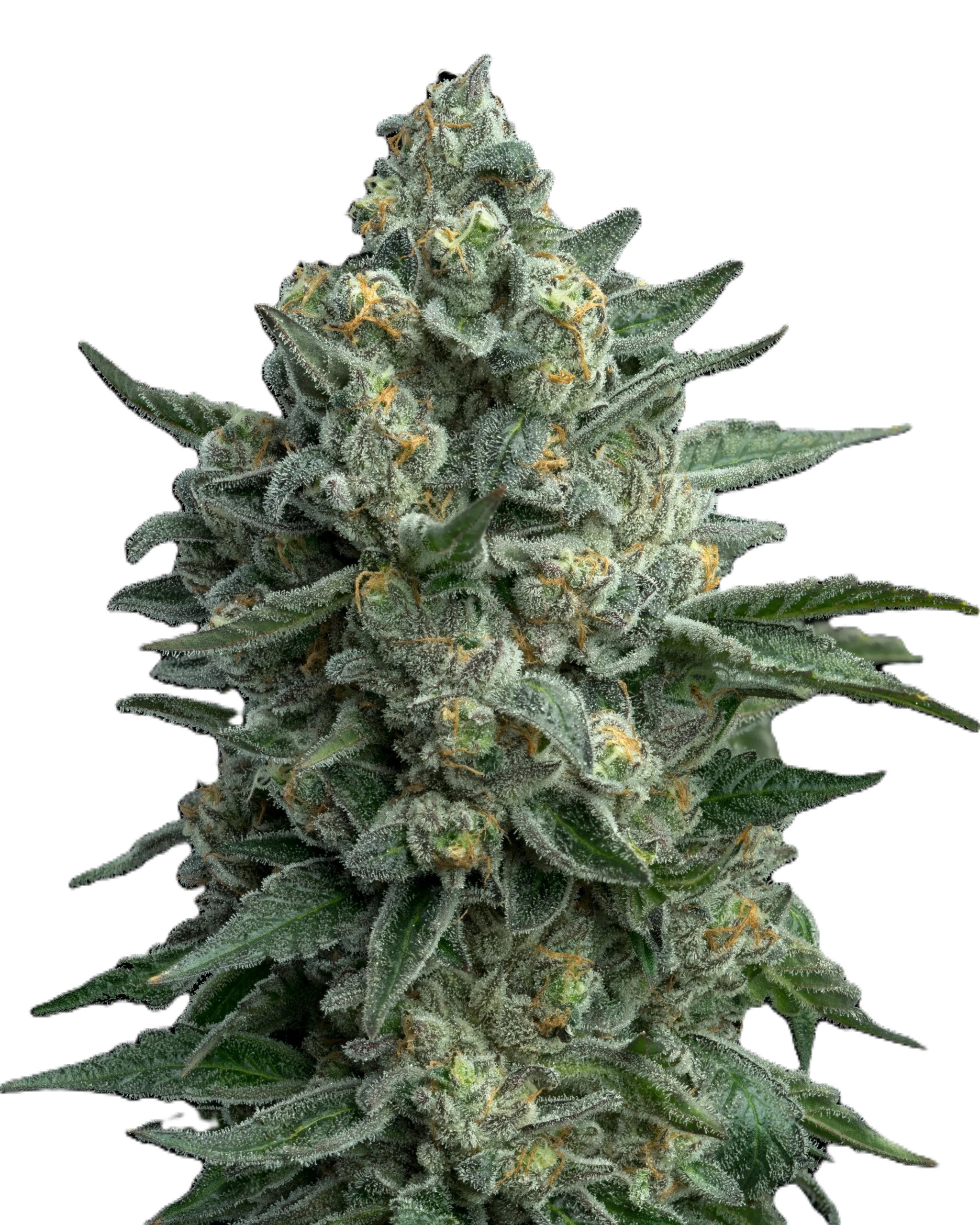 OG Kush Fast Version фото 1