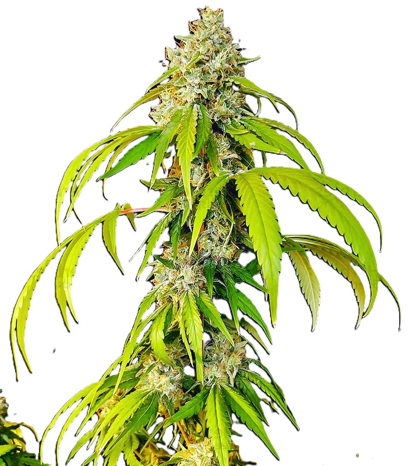 OG Kush Fast Version фото 3