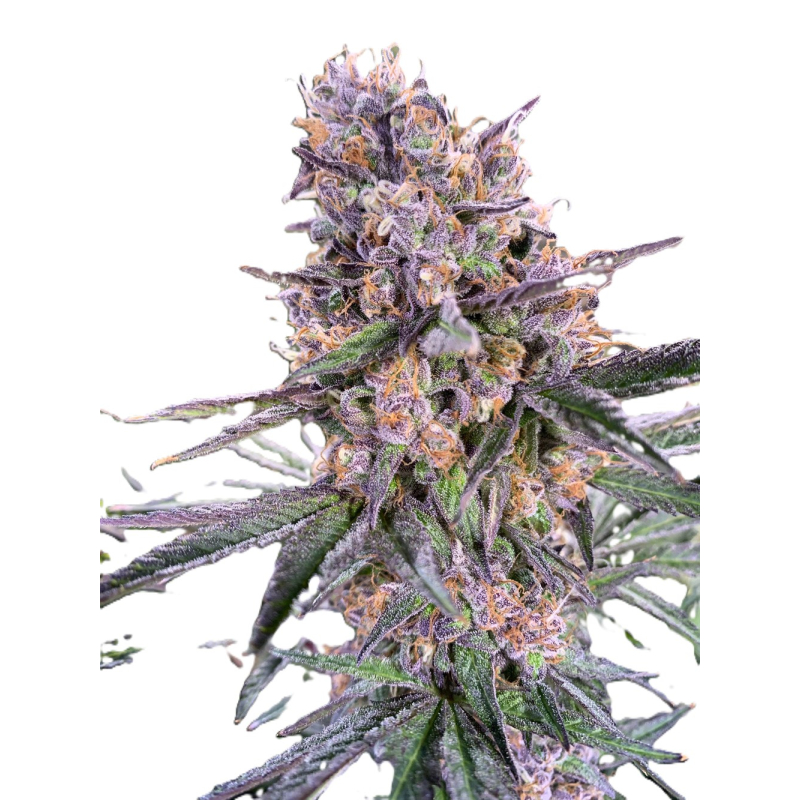 Zkittlez фото 3